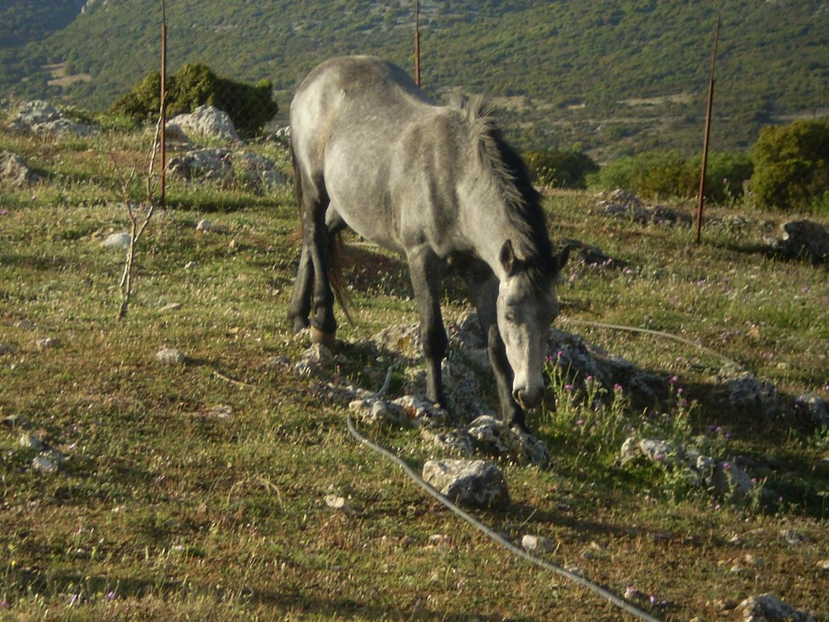 מלון Karyes Arachovitika Kalivia מראה חיצוני תמונה